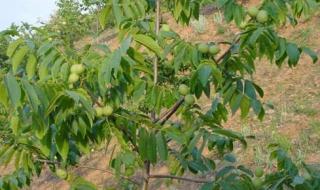 银杏树多少钱一棵 银杏树多少钱一棵